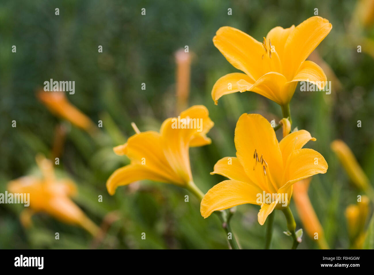 Hemerocallis. Yellow Daylily flowers in an herbaceous border. Stock Photo