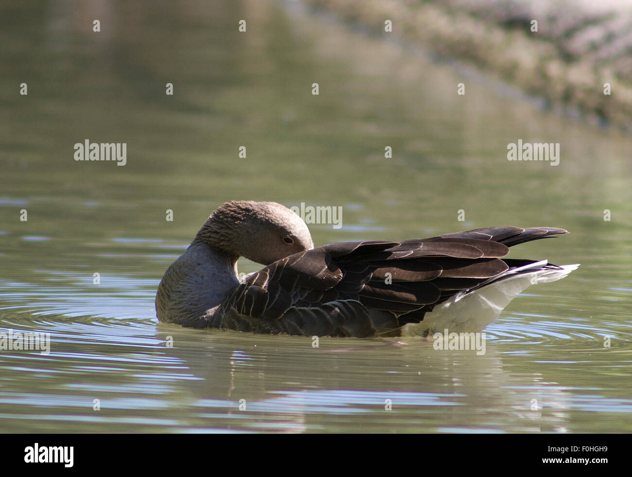 duck, goose, spoonbill, cormorant, toucan, pelican closup, in a lake