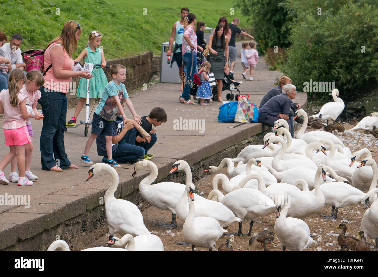 Family feeding swans in the river Wear at the Riverside Park, Chester-le-Street, Co. Durham, England, UK Stock Photo