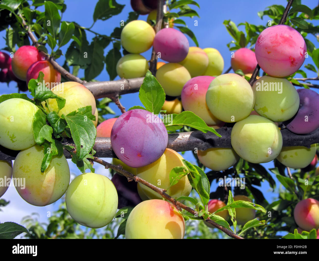 ripening plums on a tree branch Stock Photo