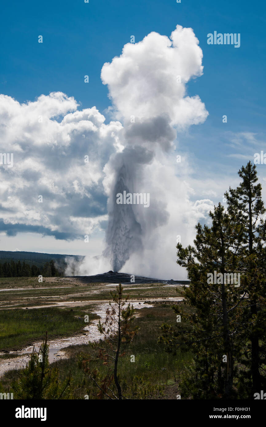 Maximum eruption of Old Faithful geyser,  Yellowstone National Park , Wyoming, USA Stock Photo