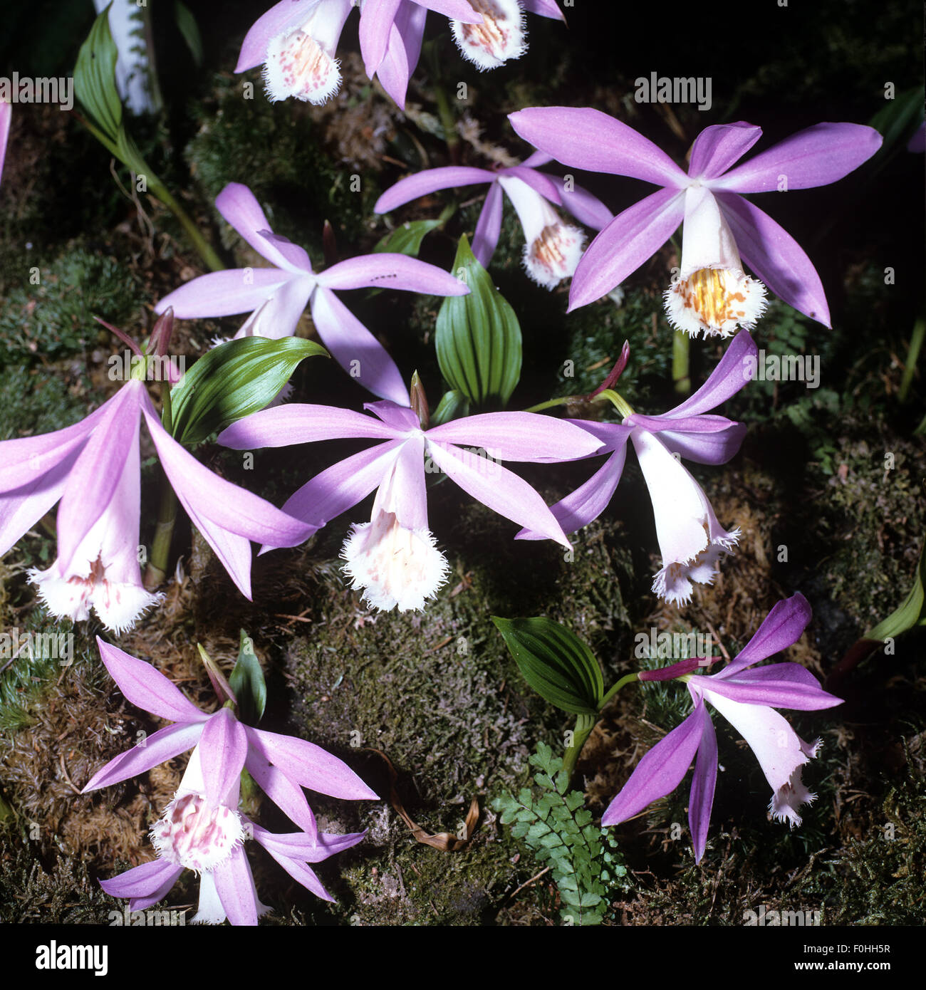 Tibetorchideen, Pleione, Orchidee, Stock Photo