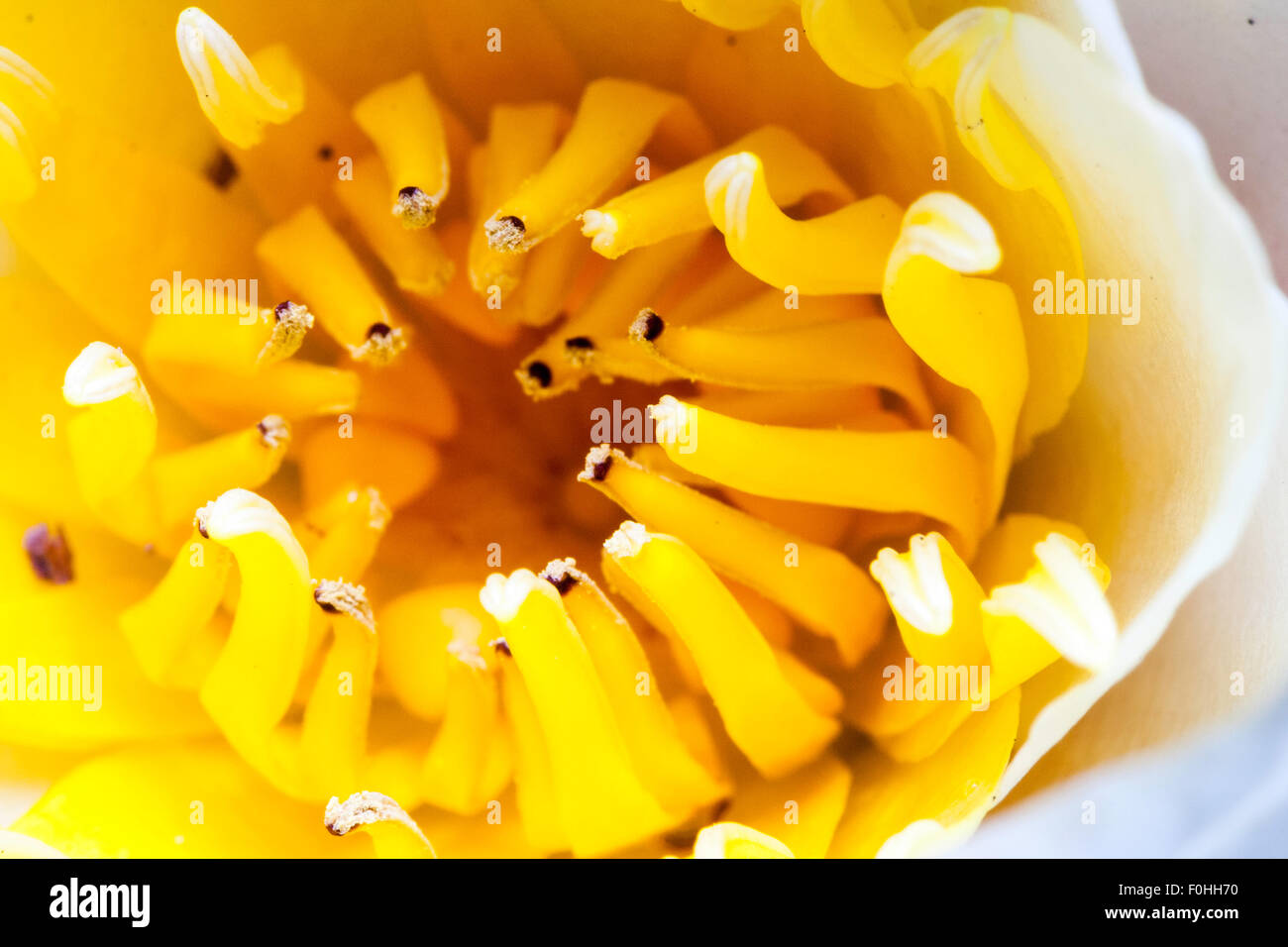 Flower, the White water Lily, Nymphaea alba. Macro close up of the yellow flower head with anthers, filaments and stigma surrounded by white petals. Stock Photo