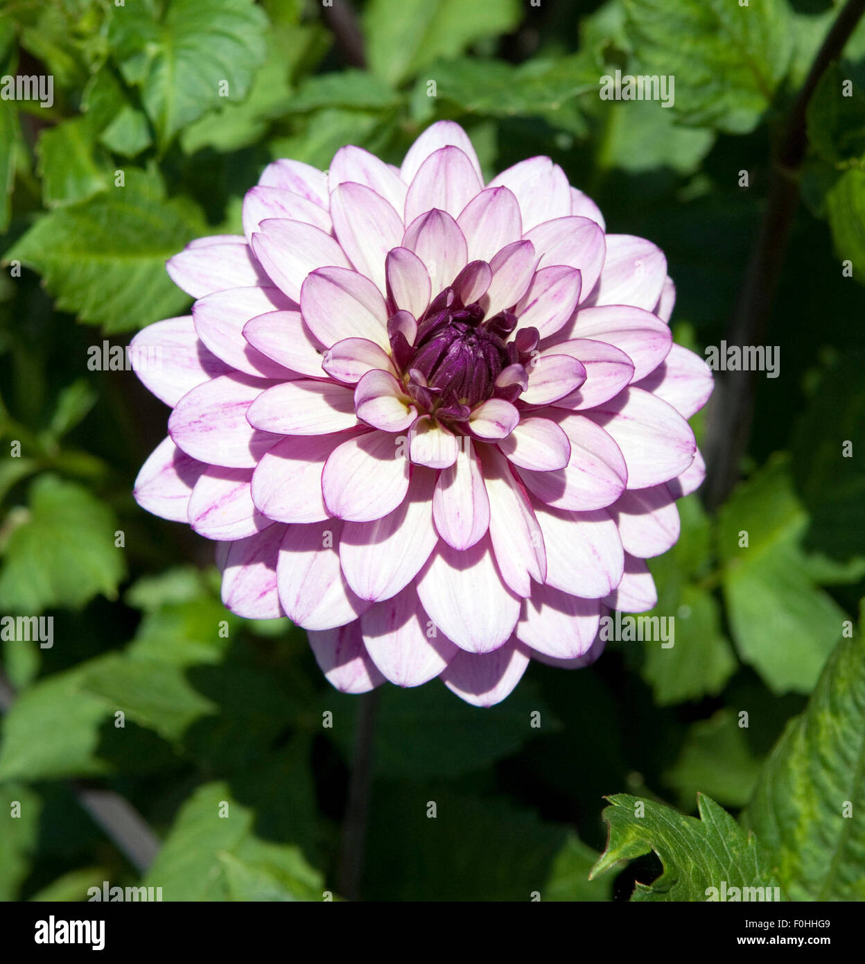 Dahlia lauren hi res stock photography and images Alamy