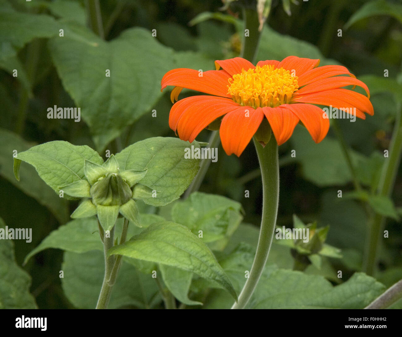 Mexikanische Sonnenblume; Tithonia rotundifolia, Stock Photo