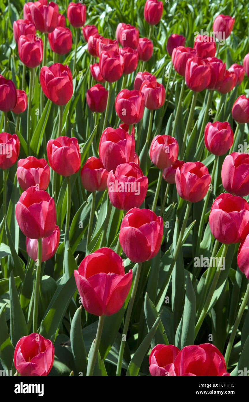 Triumph-Tulpen Stock Photo