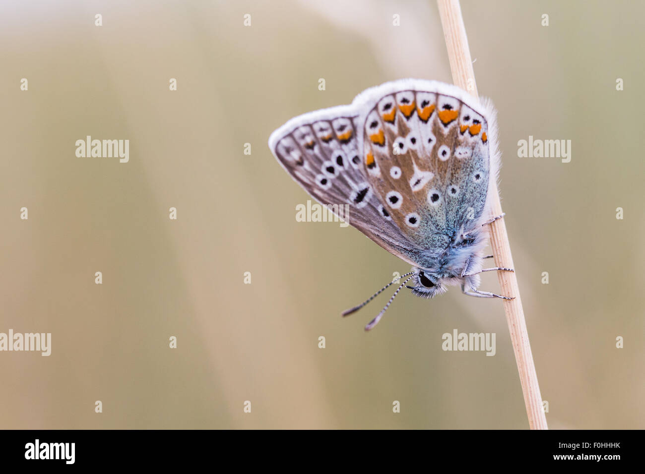 A common blue butterfly (Lycaenidae Polyommatus icarus) captured on ...