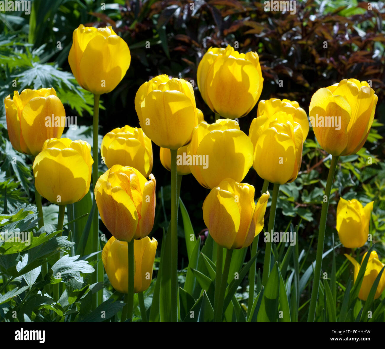 Tulpenbluete, gelbe Stock Photo