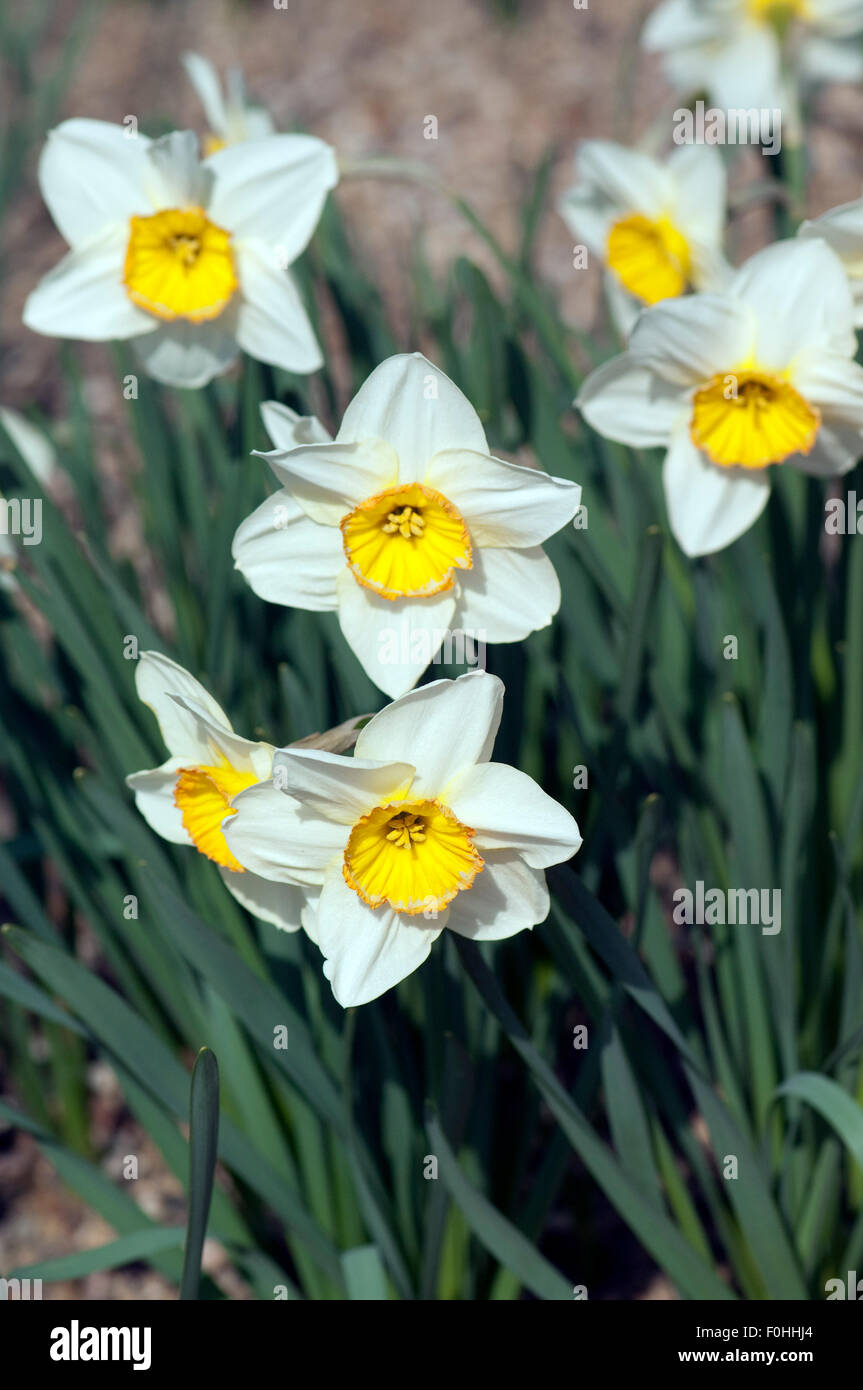 Unvergleichliche; Narzisse; Narcissus x incomparabilis; Stock Photo