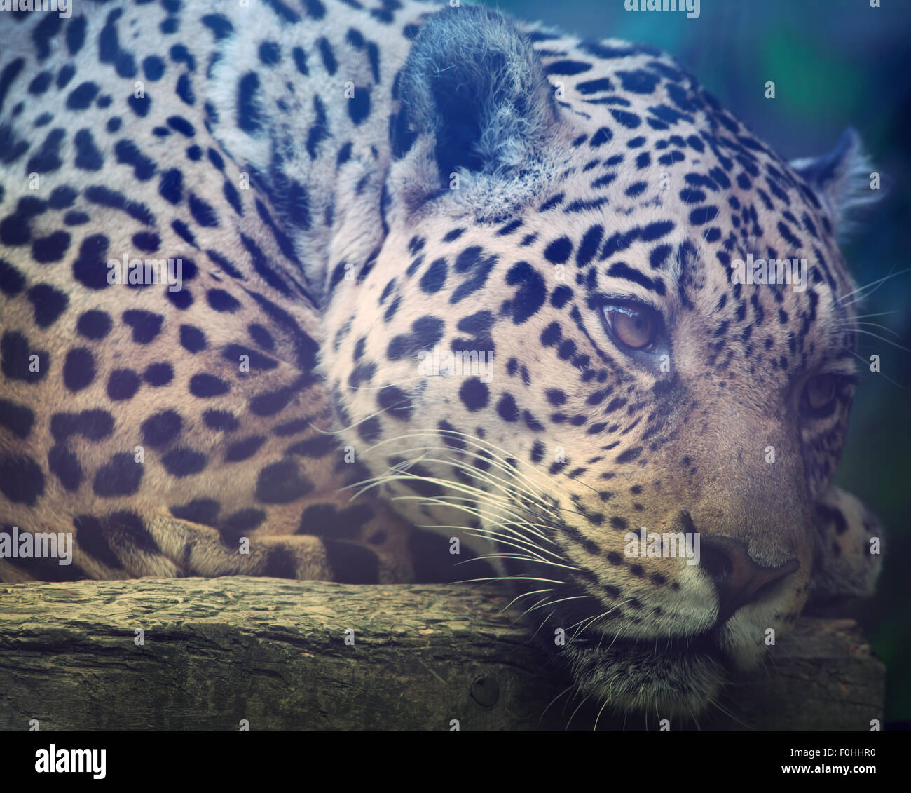 Close up shot of a Jaguars face Stock Photo