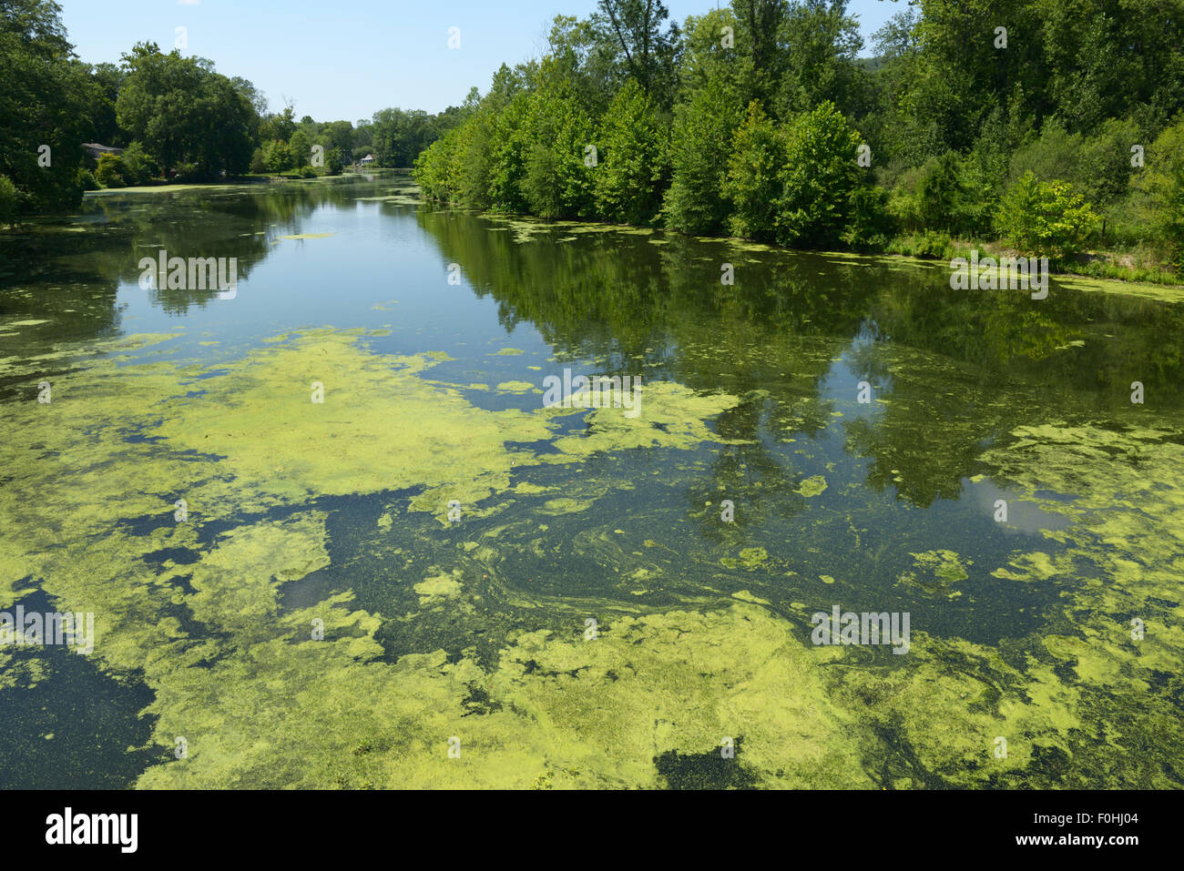 Algae bloom resulting from eutrophication, Ramapo River, northern NJ. Water pollution Stock Photo