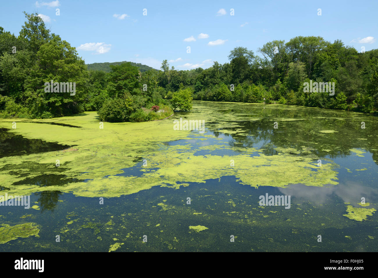 Algae bloom resulting from eutrophication, Ramapo River, northern NJ. Water pollution Stock Photo