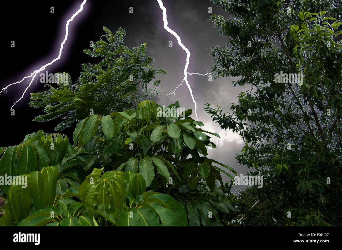 bolts, jungle, lightning, south, storm Stock Photo