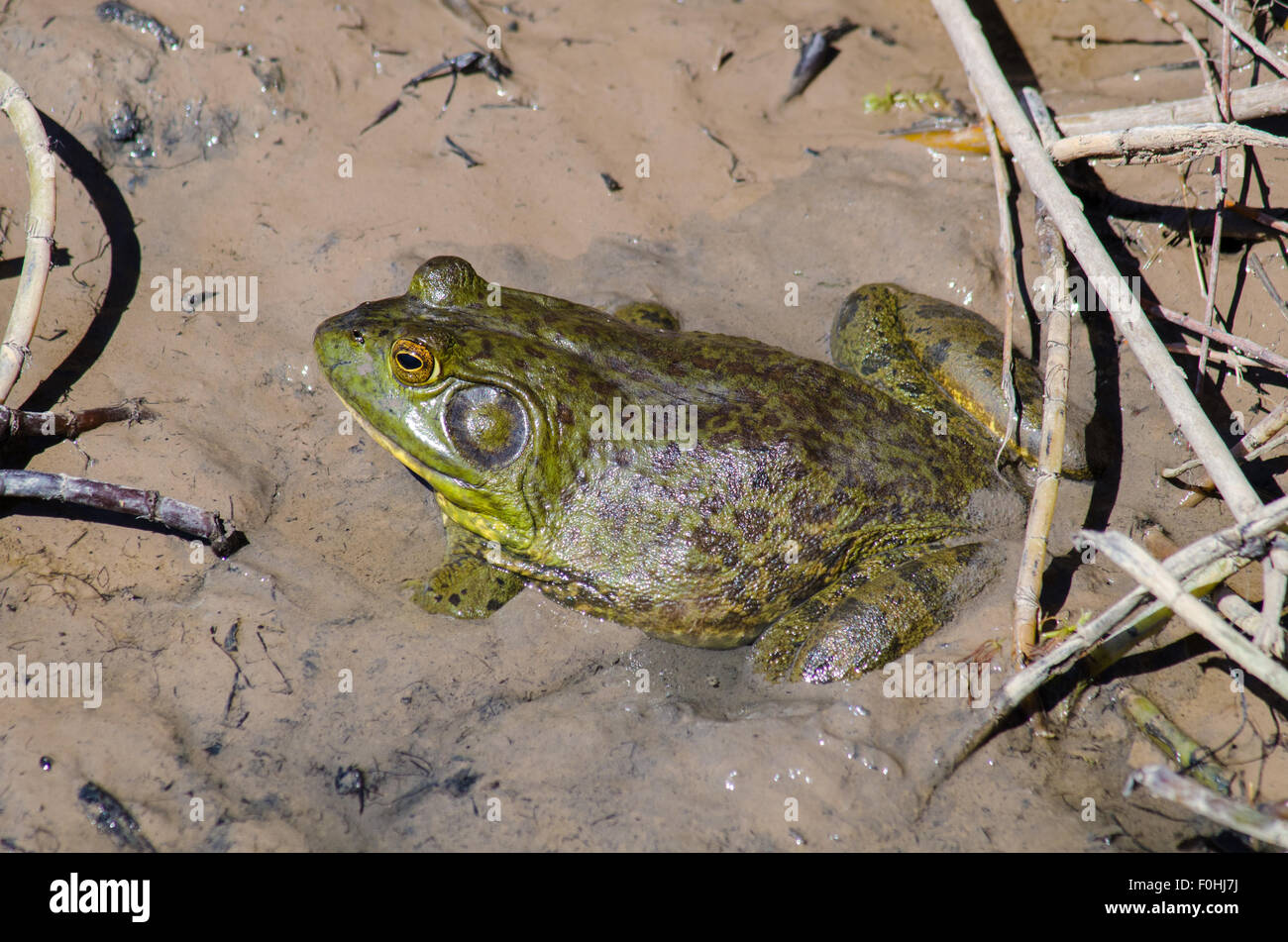 American Bullfrog, (Lithobates catesbeianus), Bosque del Apache National Wildlife Refuge, Socorro co., New Mexico, USA. Stock Photo