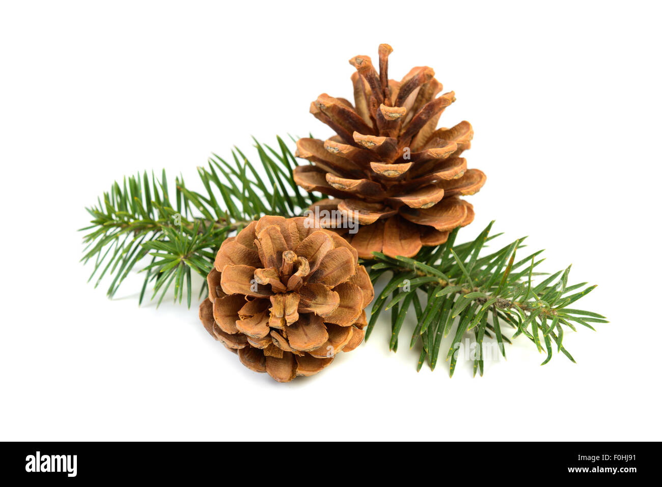 Two pine cones with branch on a white background Stock Photo