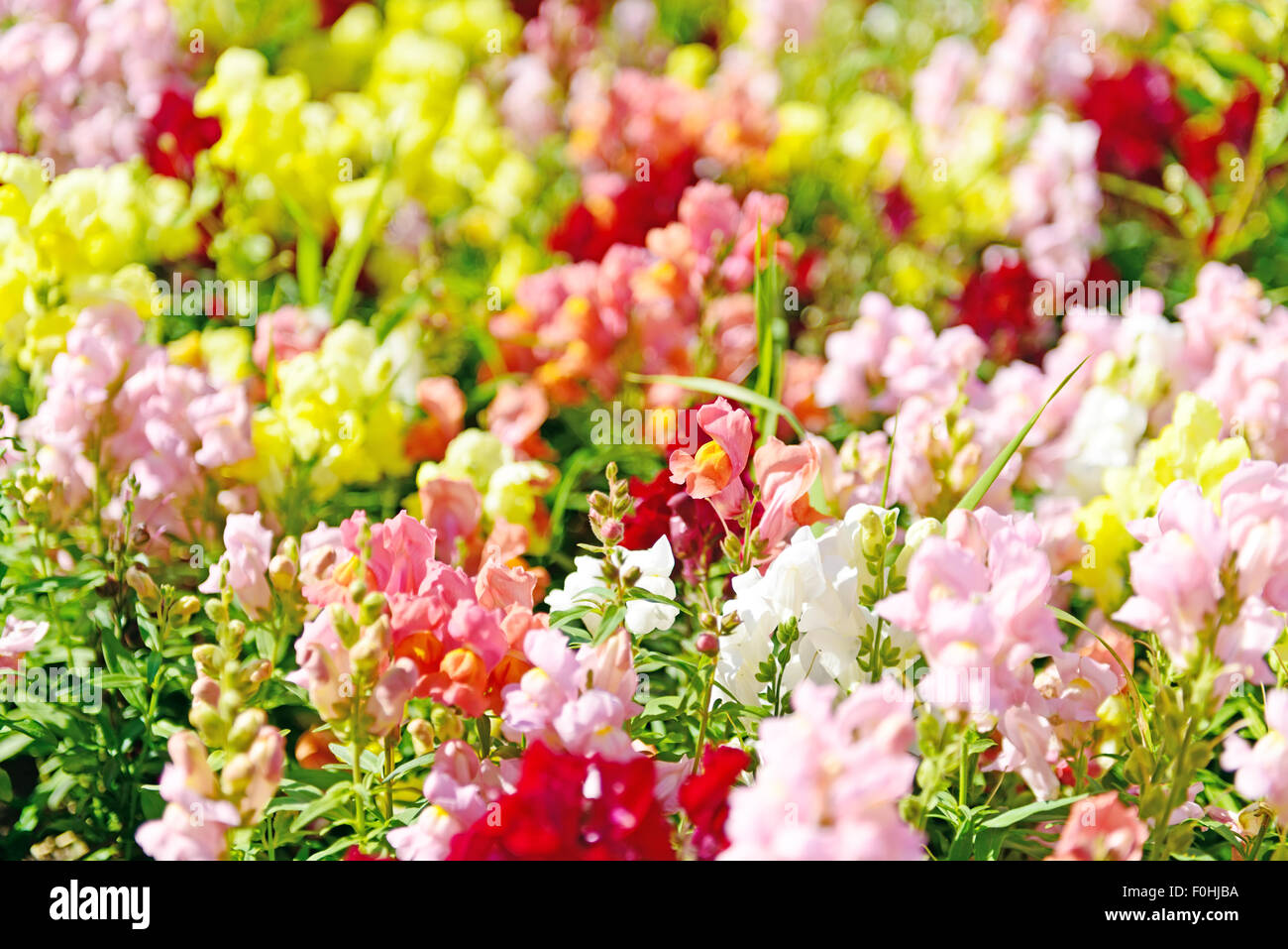 Meadow of flowers  at summer Stock Photo