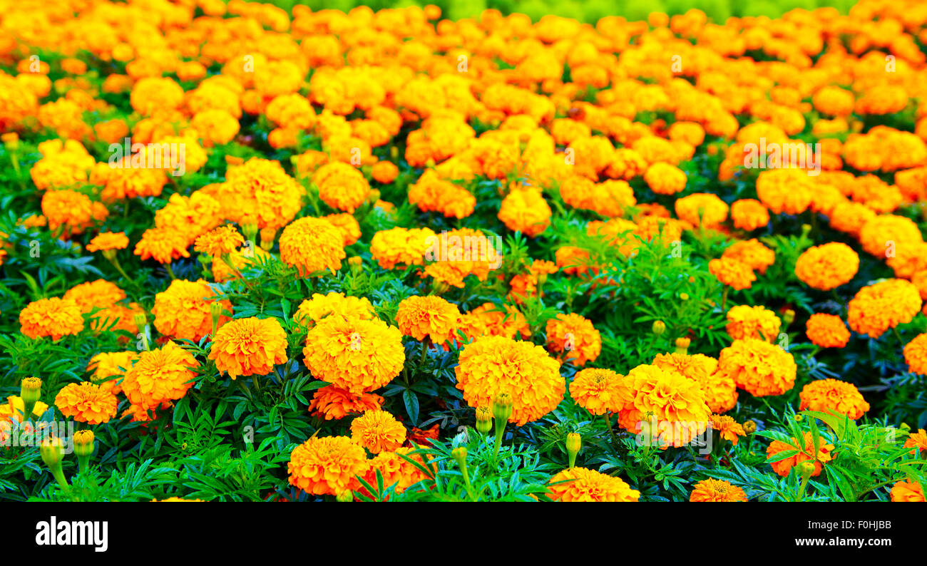 Summer field of Marigold flowers Stock Photo