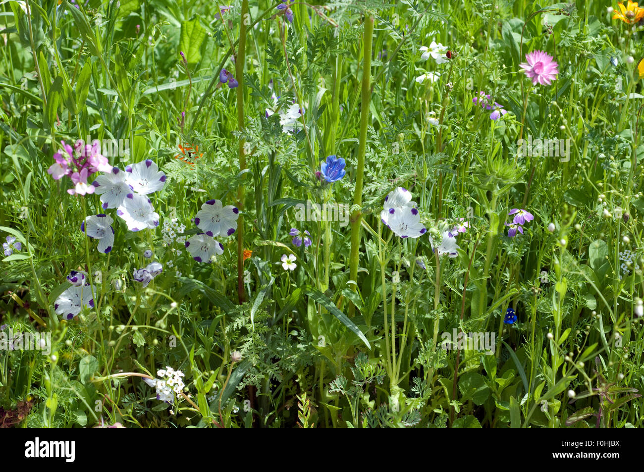 Blumenwiese, Wiesenblumen, Stock Photo