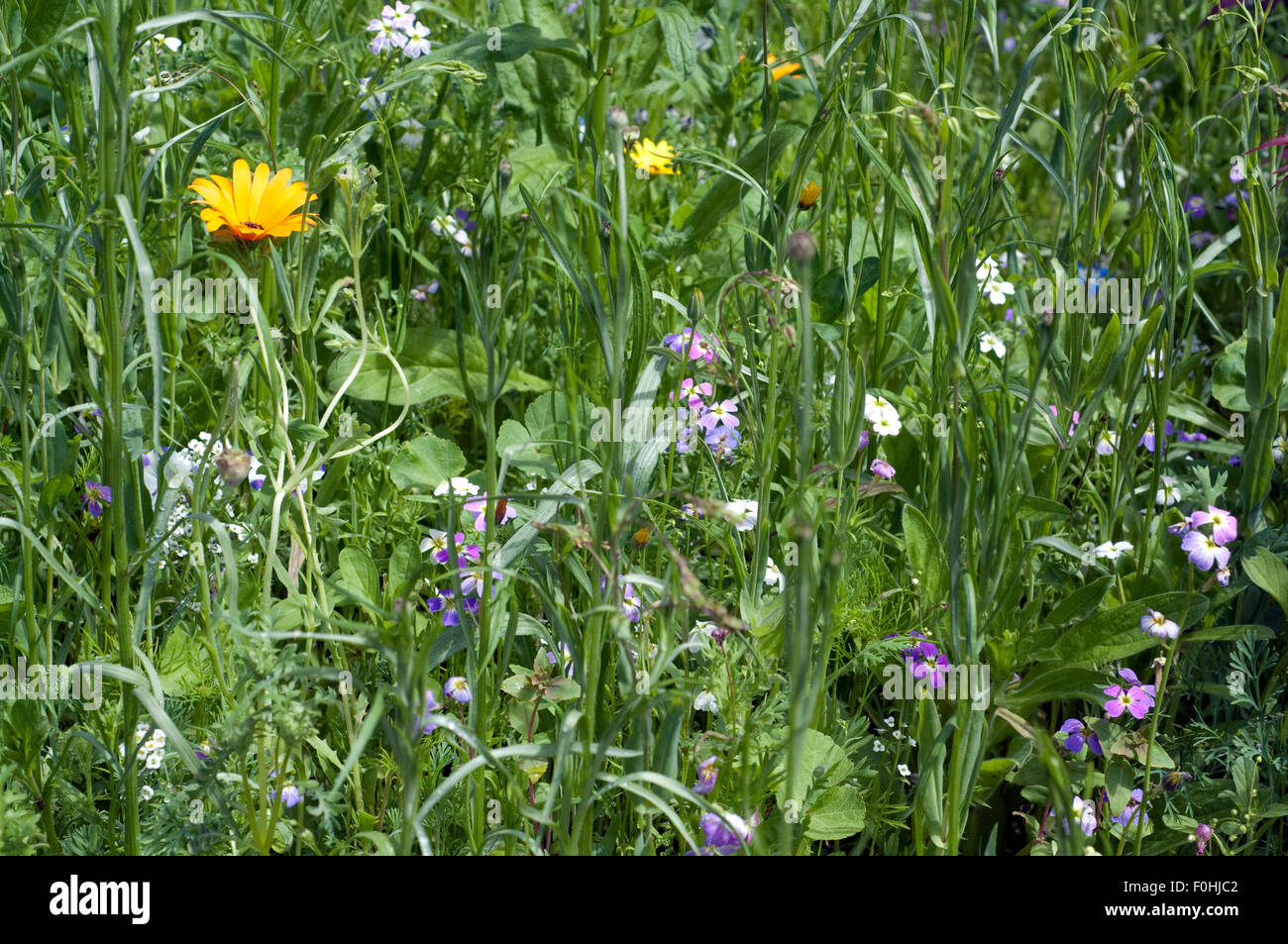 Blumenwiese, Wiesenblumen, Stock Photo