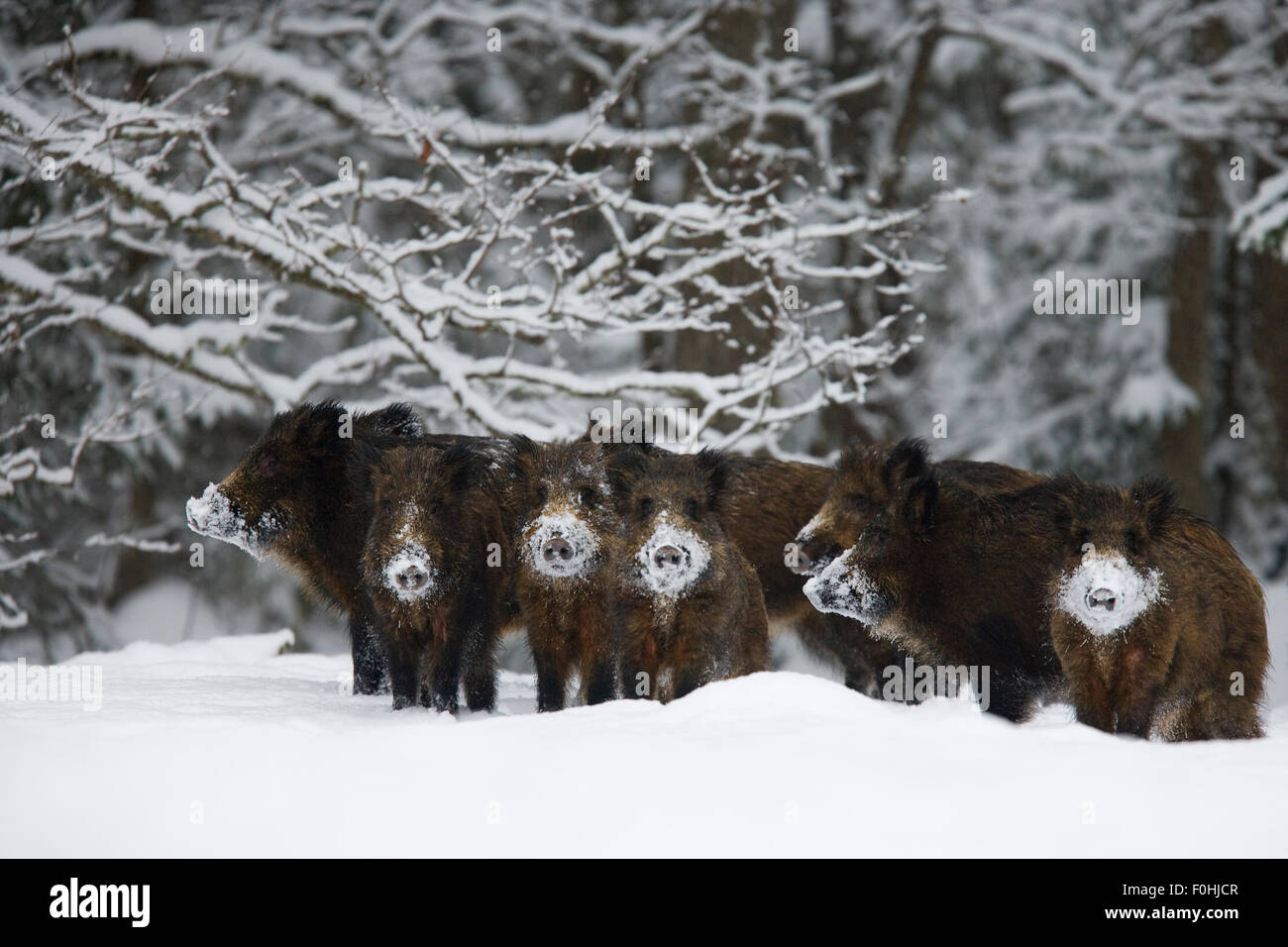 Wild boar (Sus scrofa) herd with snow covered noses from feeding, Alam-Pedja Nature reserve, Estonia, February 2006 Stock Photo