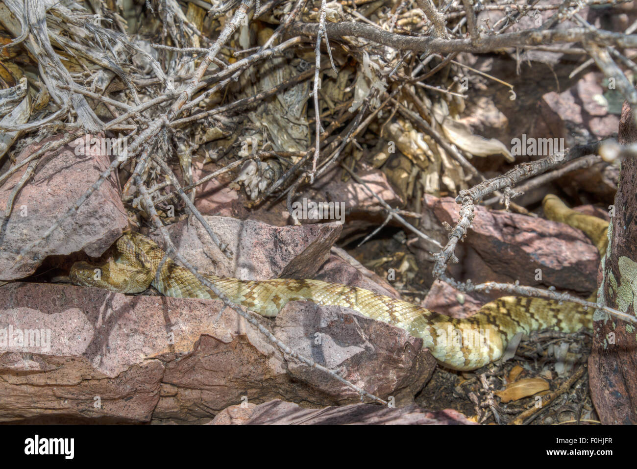 Black-tailed Rattlesnake, (Crotalus ornatus), laying out at a den in New Mexico, USA. Stock Photo