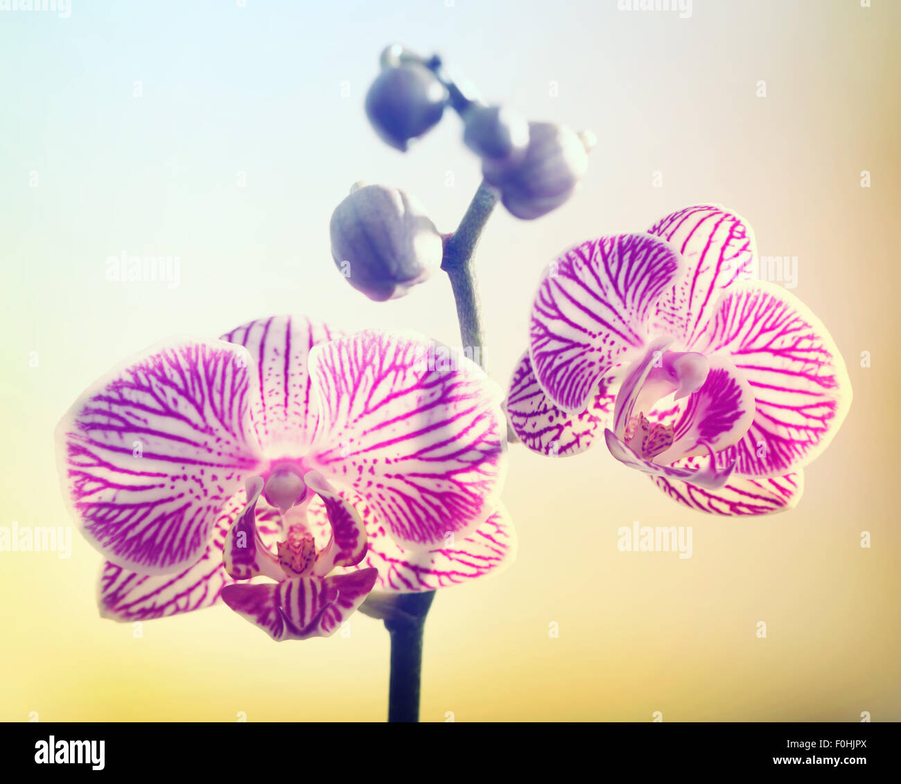 Pink orchid flower blossoms on yellow background Stock Photo