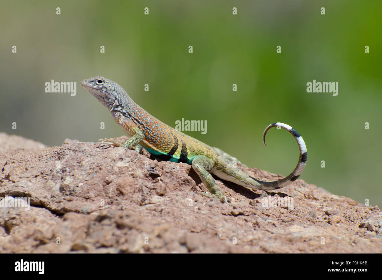 Chihuahuan Greater Earless Lizard, (Cophosaurus texanus scitulus), tail