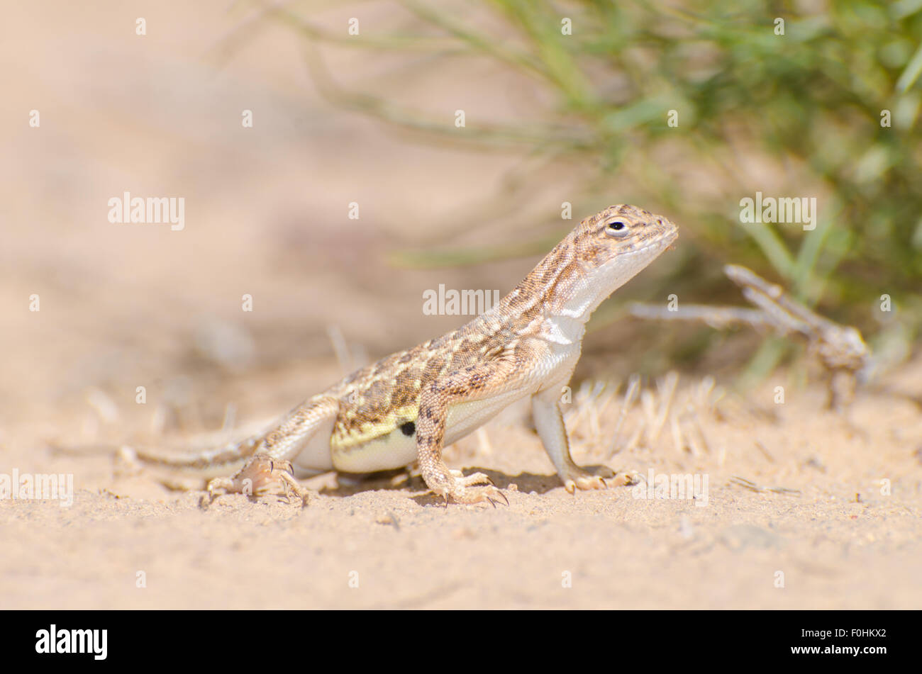 Speckled Earless Lizard, (Holbrookia maculata approximans), Volcanoes Day Use Area, Petroglyph National Monument, New Mexico. Stock Photo
