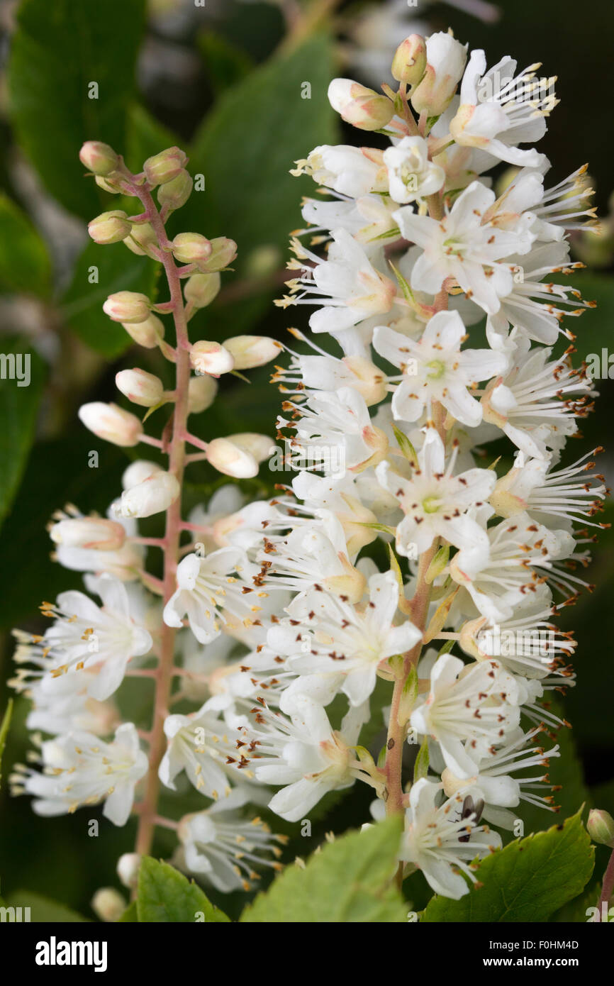 Panicles of scented white flowers of the sweet pepper bush, Clethra alnifolia Stock Photo