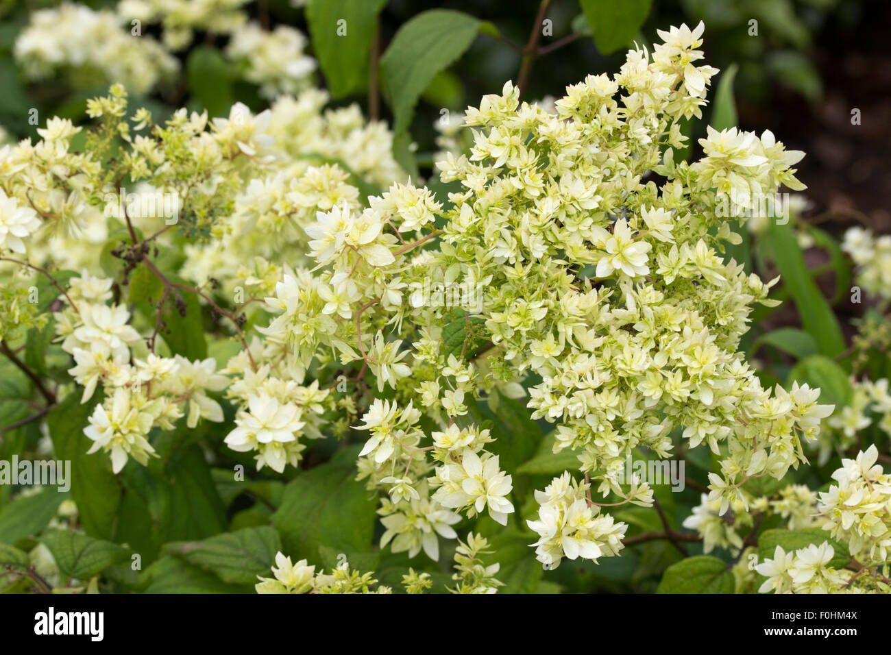 Double white sterile flowers of the late summer blooming Hydrangea arborescens 'Hayes Starburst' Stock Photo