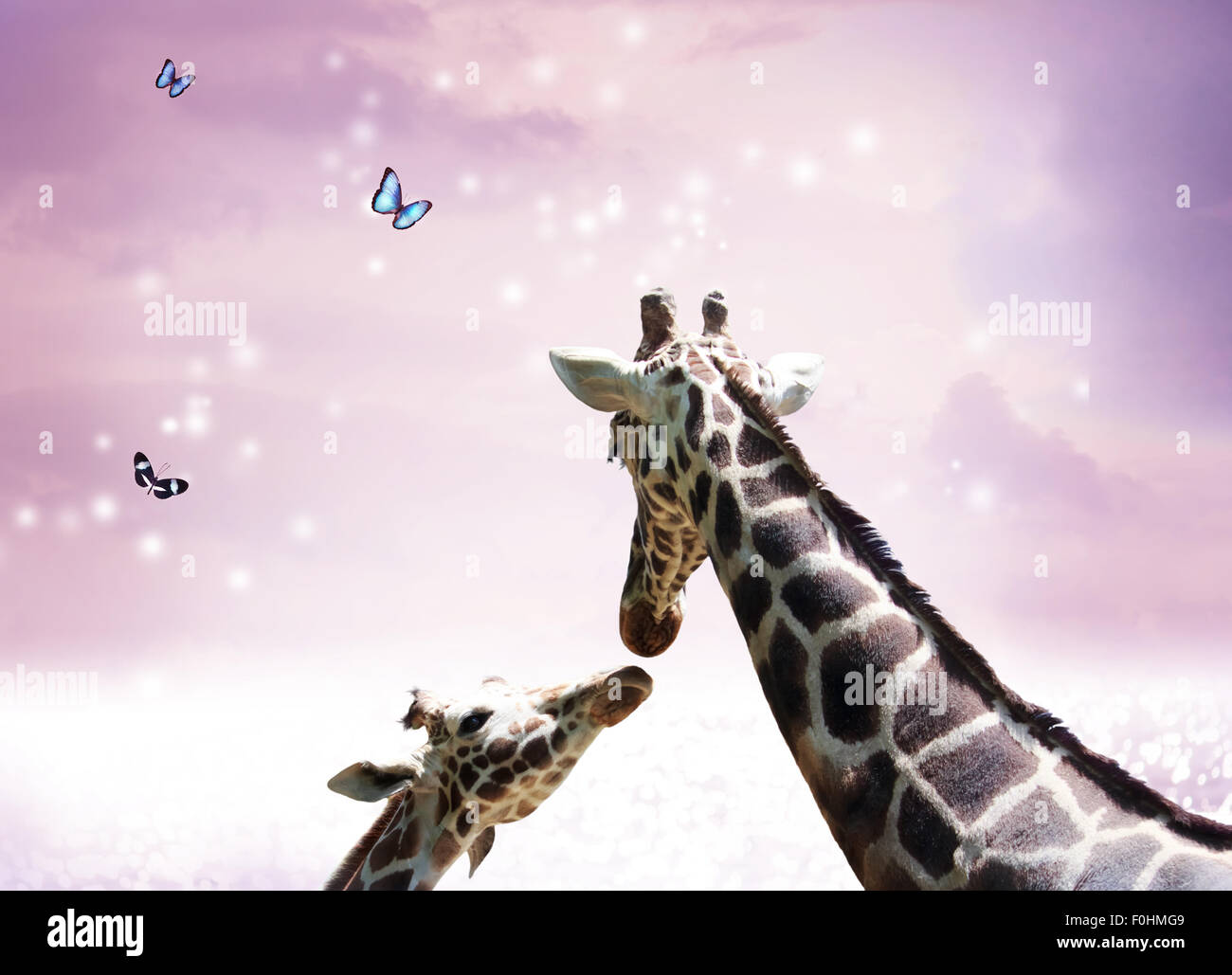 Two Giraffes, mother and child in friendship or love theme image at twilight Stock Photo