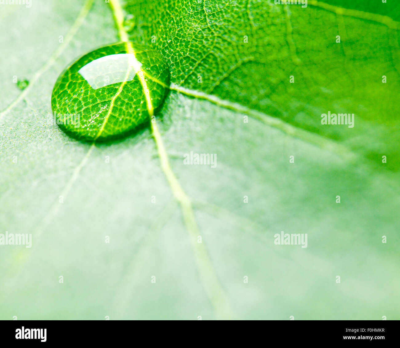 Water drops on fresh green leaf Stock Photo - Alamy