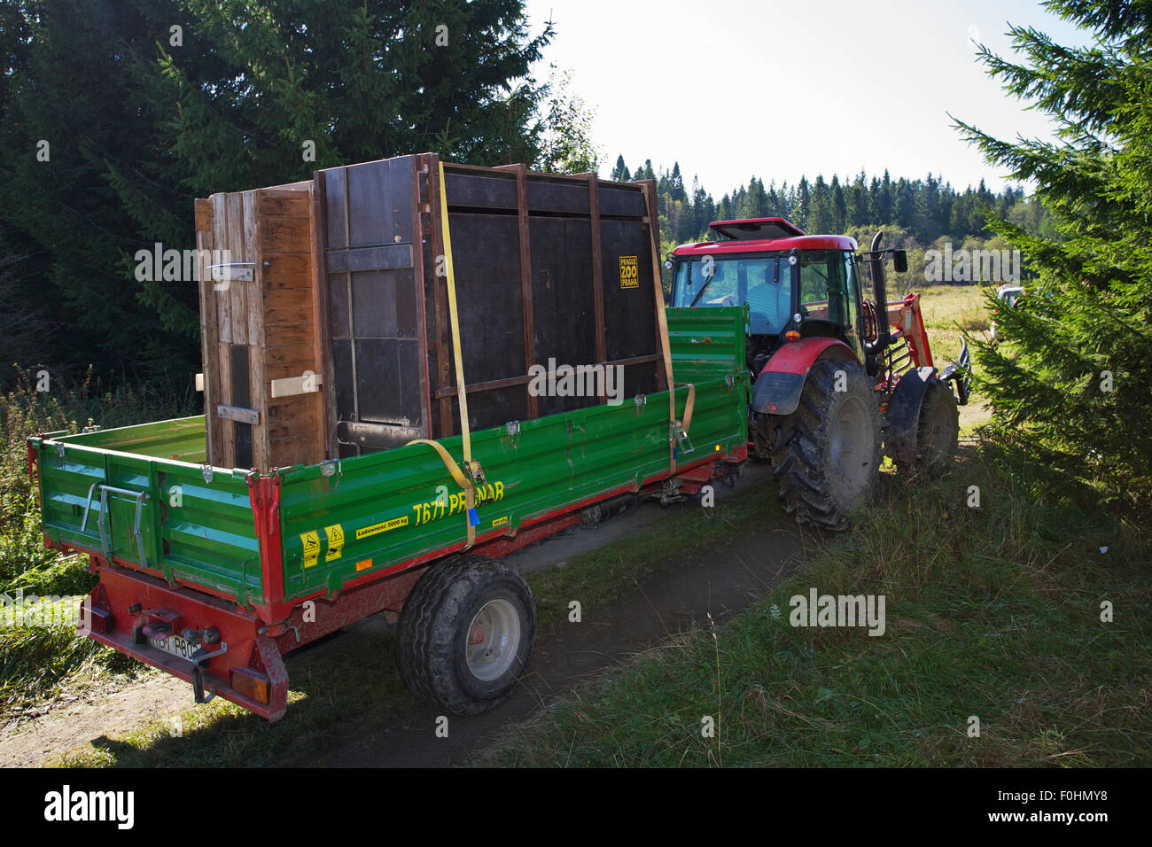 Tractor transporting two crates with European bison / Wisent (Bison ...