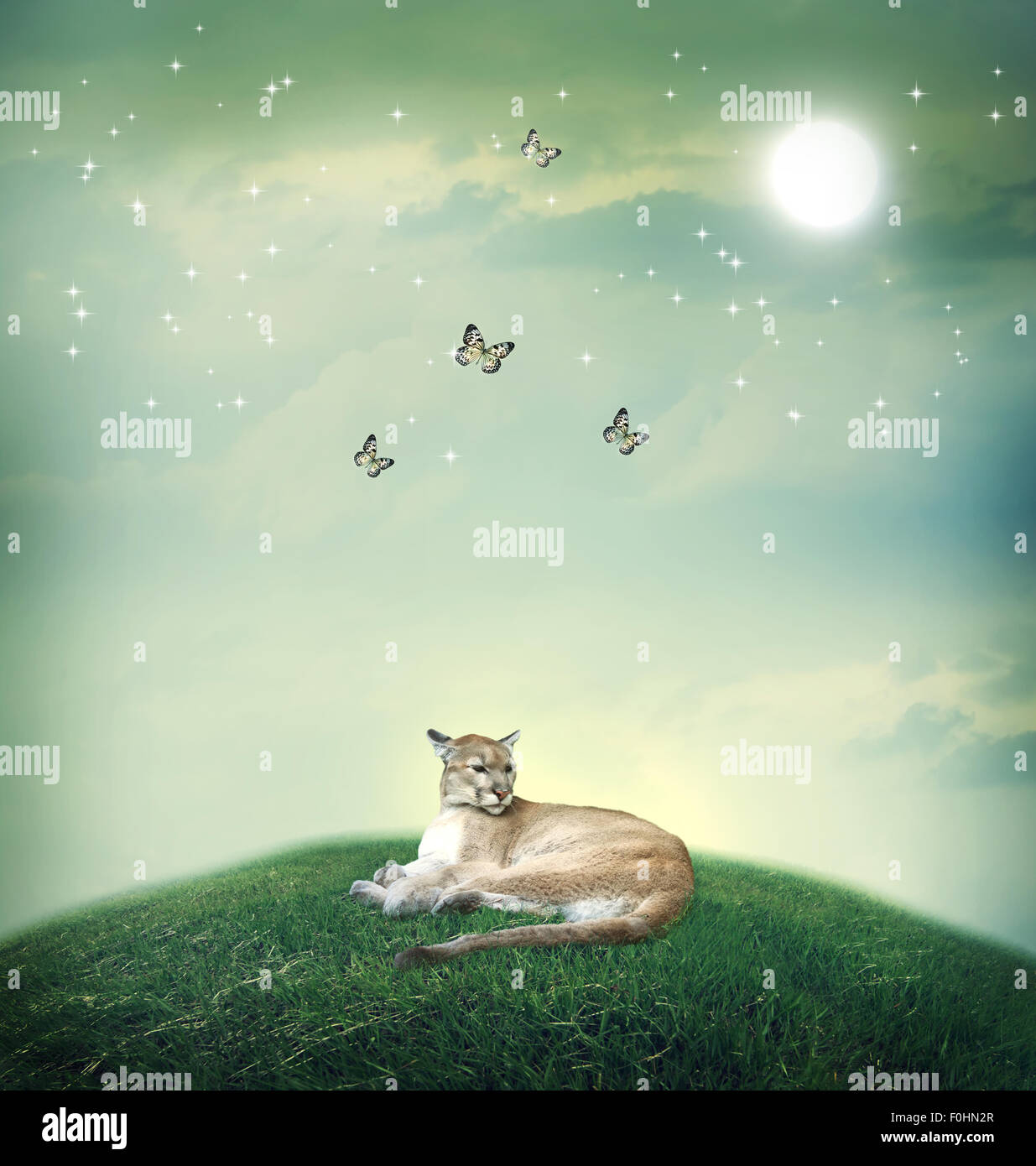 Cougar in a fantasy hilltop landscape with butterflies Stock Photo