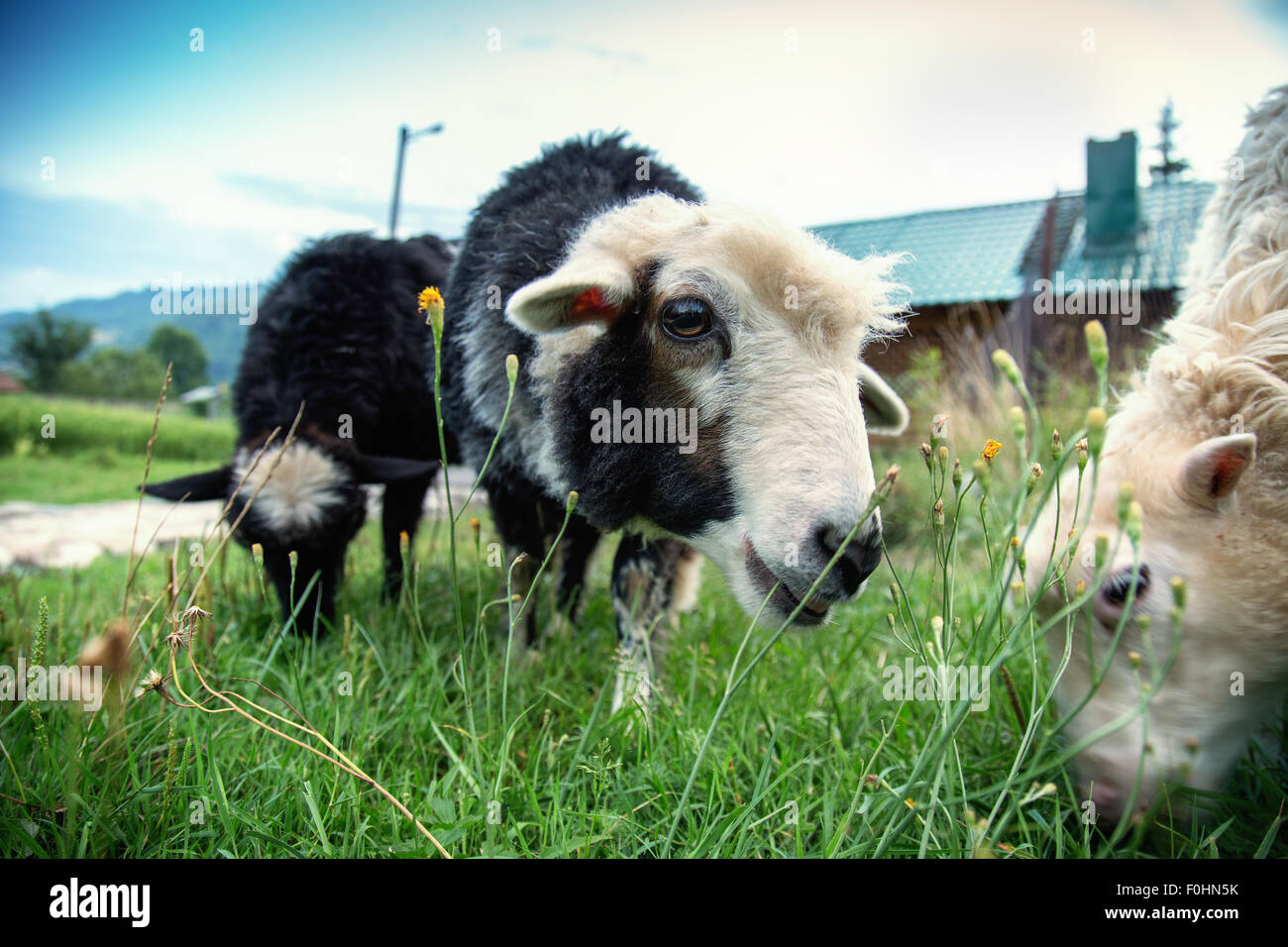 close up of sheep in a field. Stock Photo