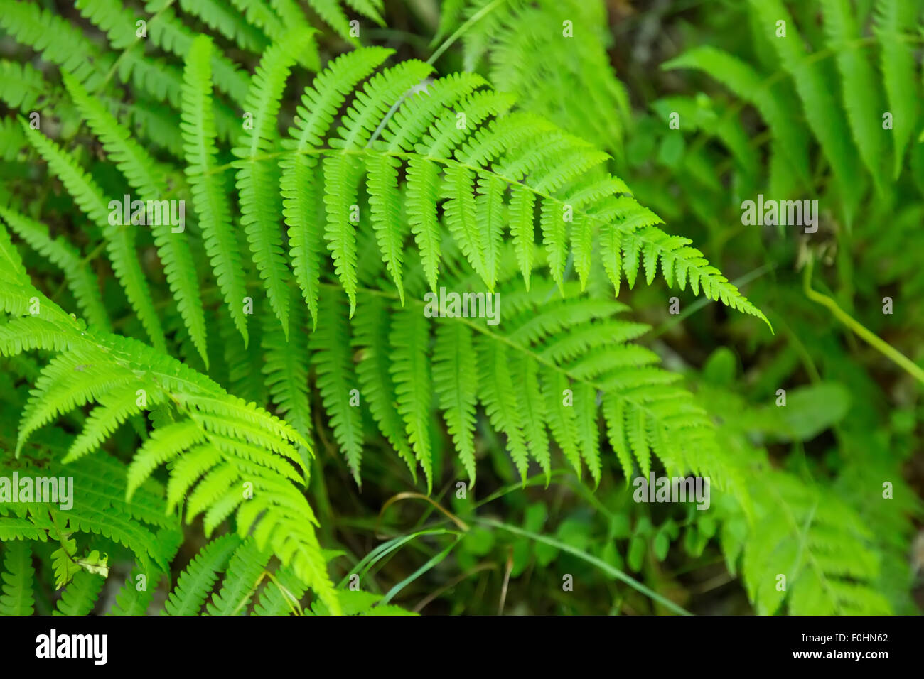 close up of green fern. Stock Photo