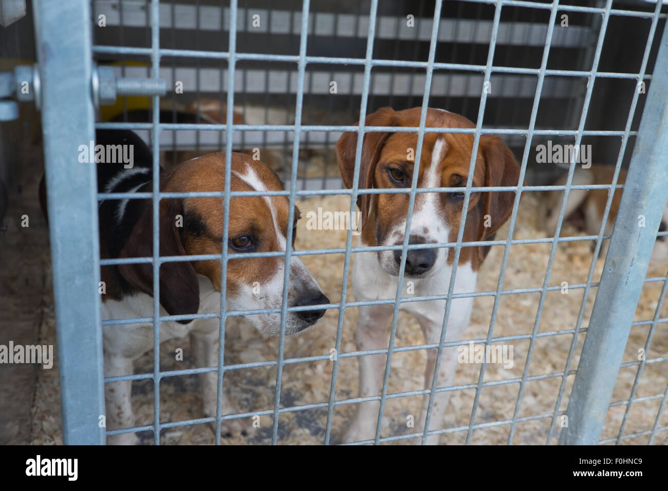 Two caged trail dogs Stock Photo