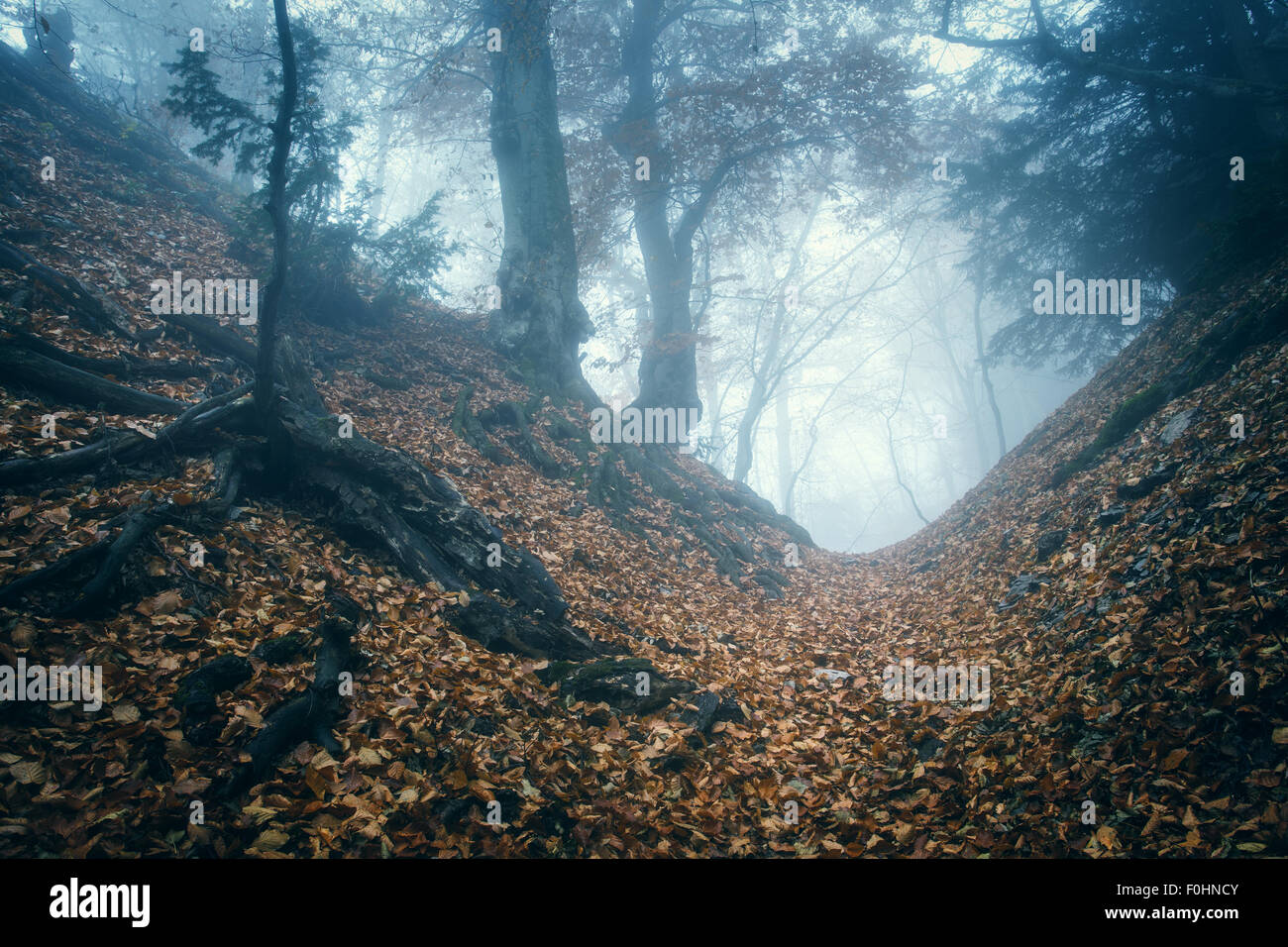 Trail through a mysterious dark old forest in fog. Autumn morning in ...