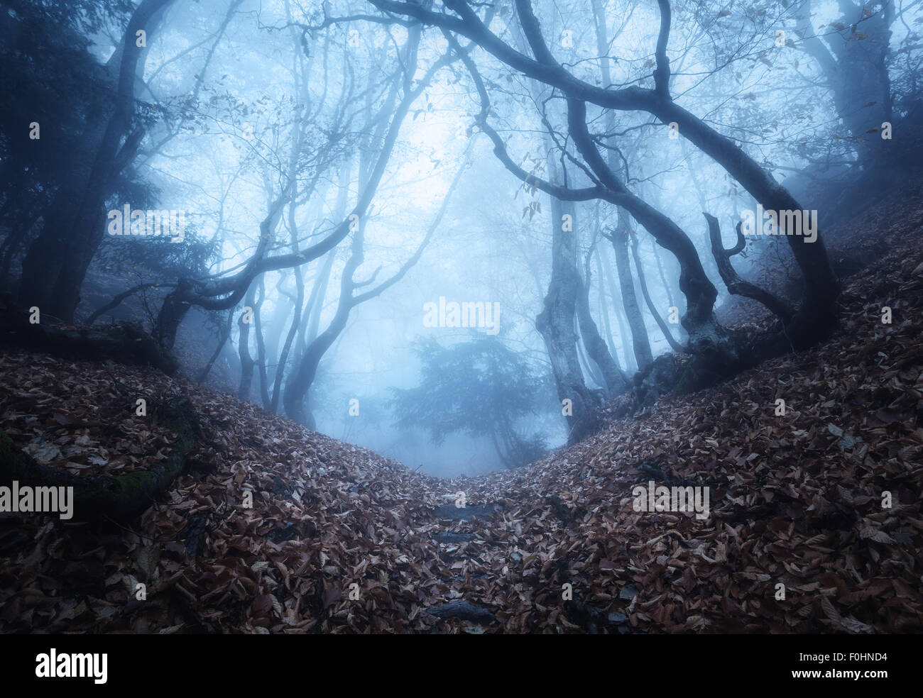 Trail through a mysterious dark old forest in fog. Autumn morning in ...