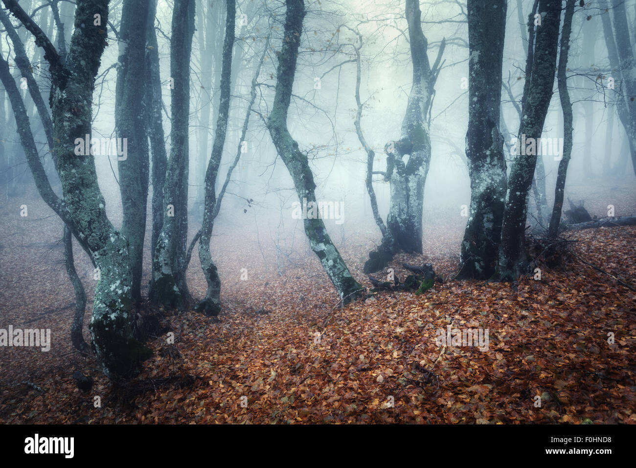 Trail through a mysterious dark old forest in fog. Autumn morning in ...