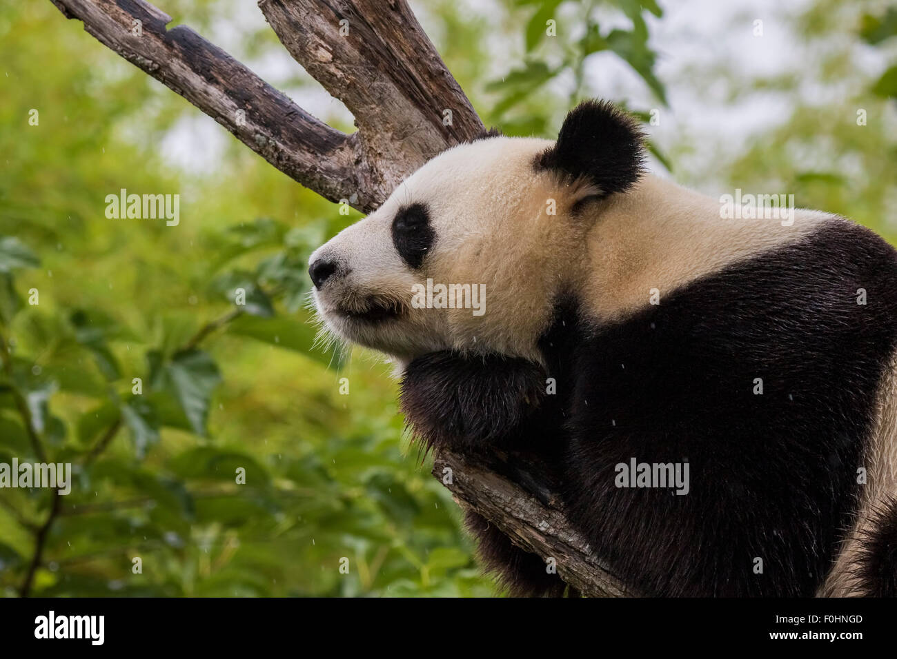 Giant panda bear falls asleep during the rain in a forest after eating bamboo Stock Photo