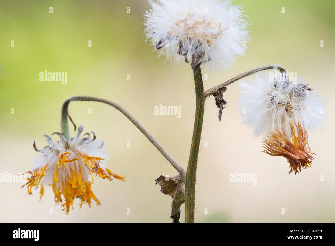 Stinking hawk's beard (Crepis foetida) seed heads and dried out flowers, Pont-du-Chateau, Auvergne, France, August 2010 Stock Photo