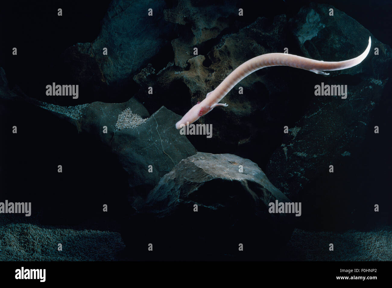 Proteus proteus anguinus hi-res stock photography and images - Alamy