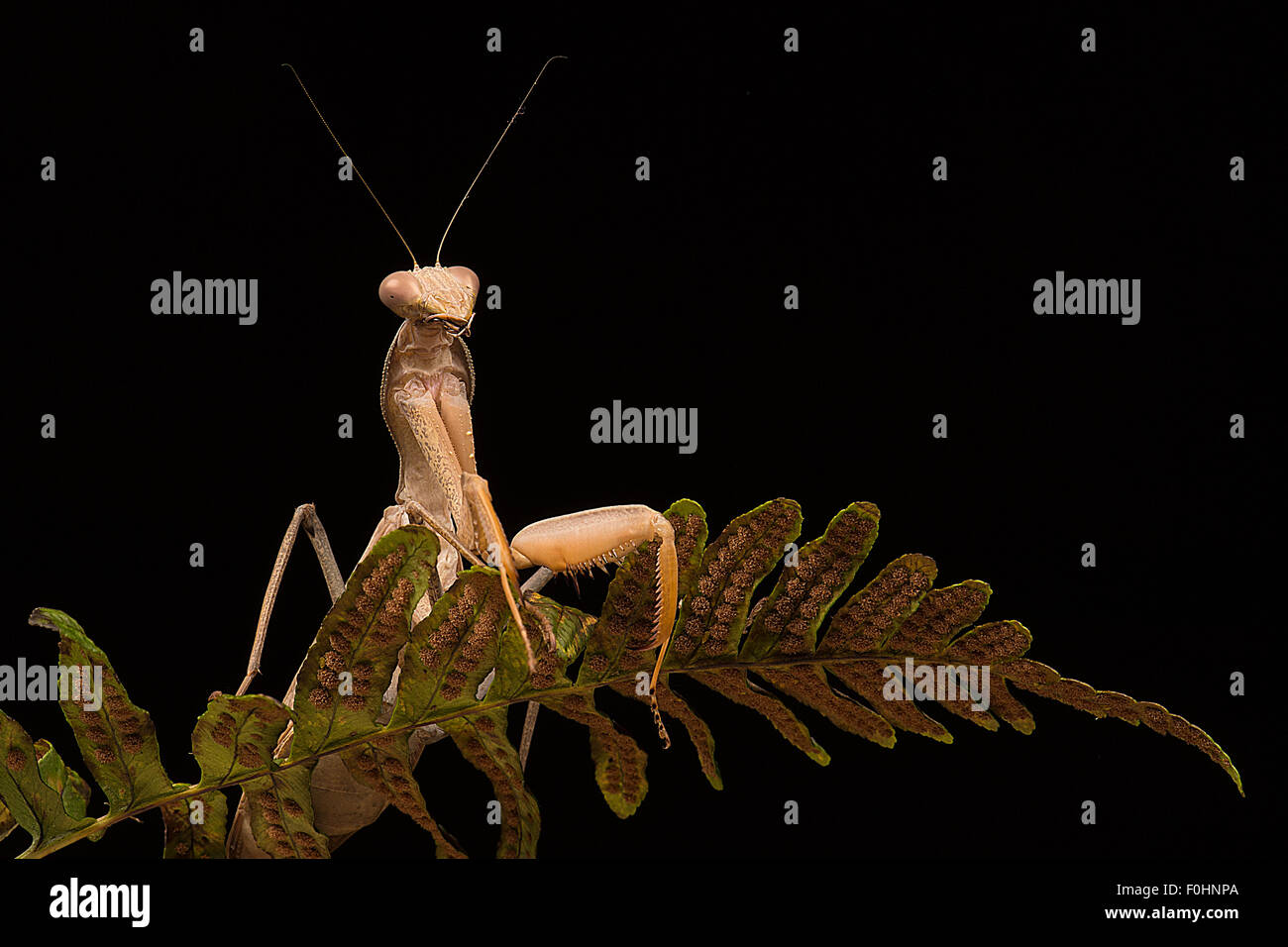 Praying Mantis on fern leaf Stock Photo