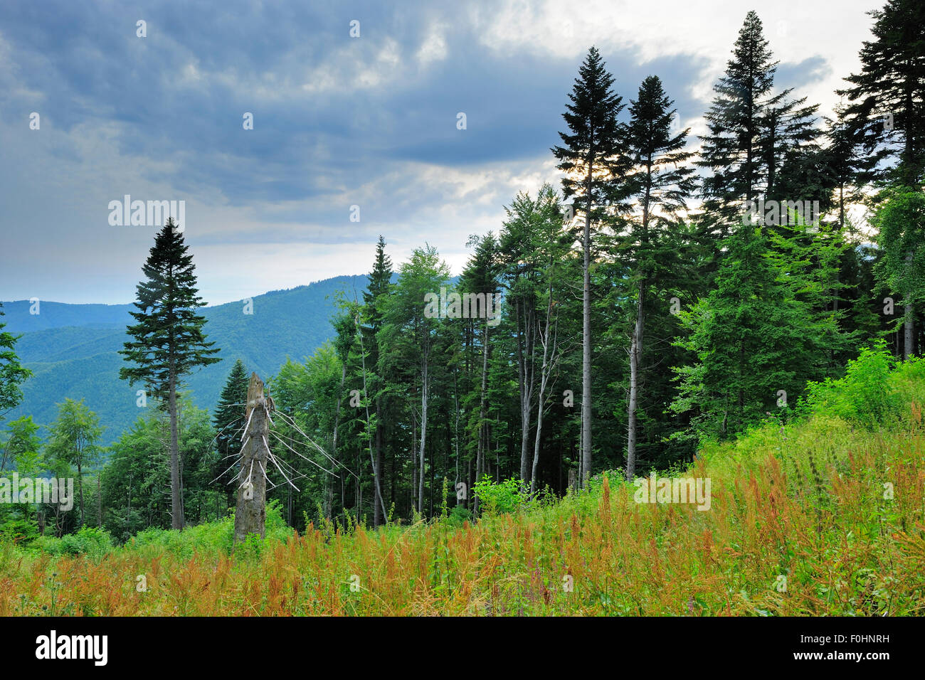 Fir trees (Abies sp.) in pristine Beech-Fir  forest, Runcu Valley, Dambovita County, Leota Mountain Range, Romania, July, 2011 Stock Photo