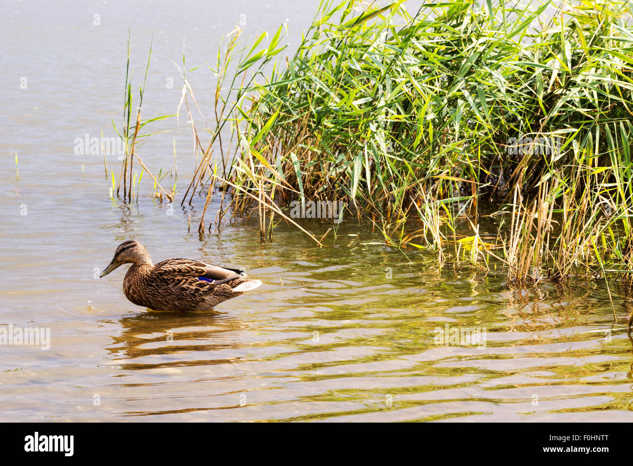 Duck silhouette hi-res stock photography and images - Alamy