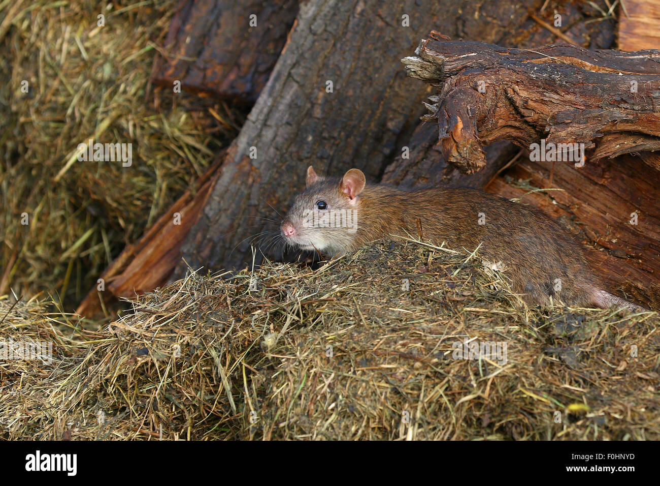 Rat on hay and old wood planks Stock Photo