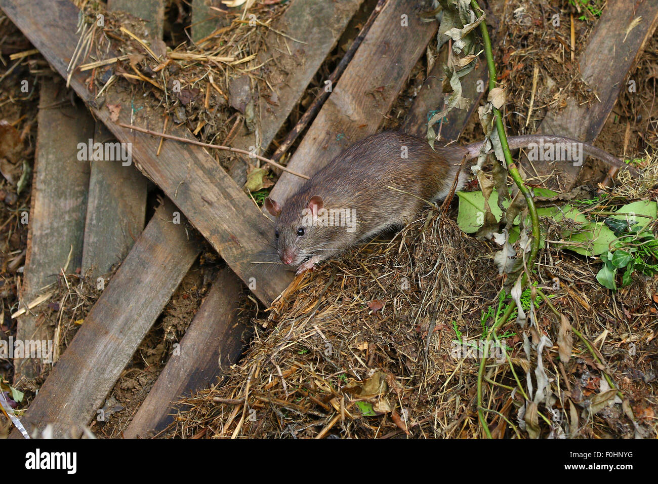 Rat on hay and old wood planks Stock Photo