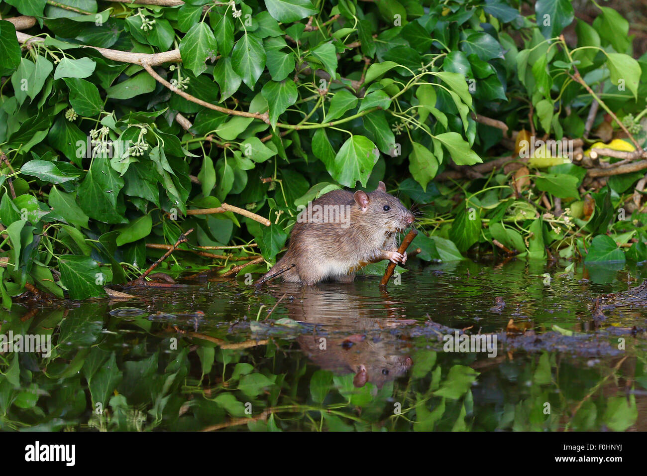 Mouse in green foliage reflected in a pond Stock Photo