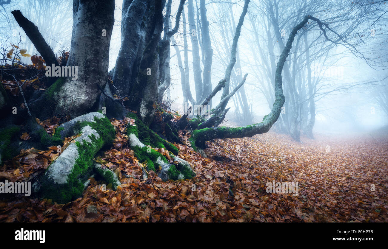Trail through a mysterious dark old forest in fog. Autumn morning in ...